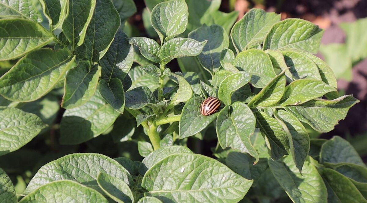 Колорадский жук один из самых страшных вредителей картофеля.