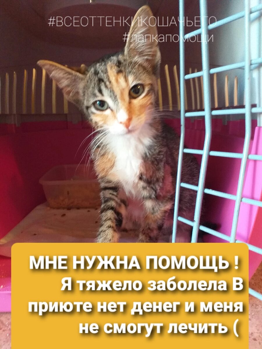 © ВСЕ ОТТЕНКИ КОШАЧЬЕГО. Веснушка на лечении 