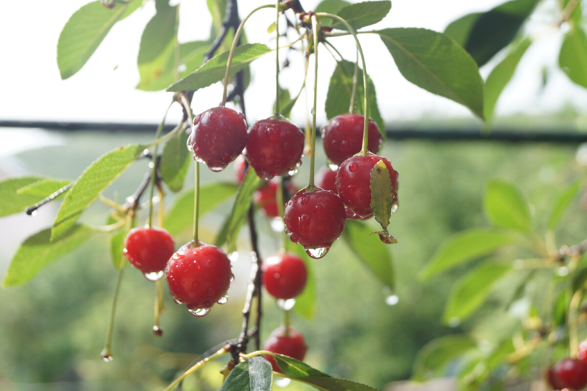 Много солнца и дожди помогают  созреванию урожая