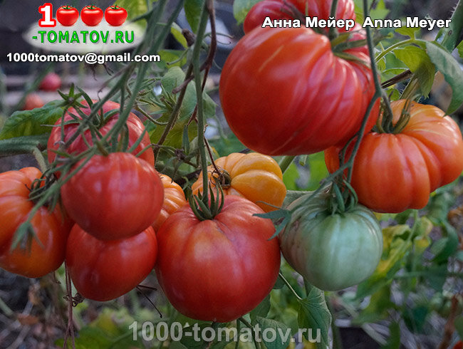 Томат  Анна Мейер  Anna Meyer ФОТО 1