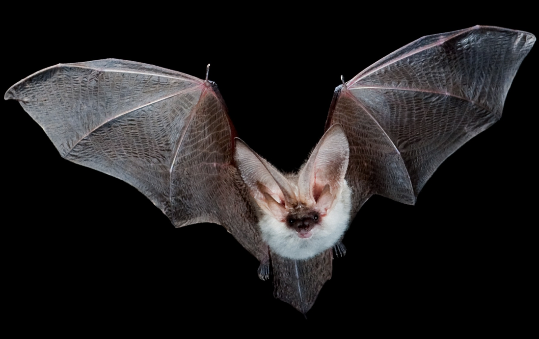нетопырь натузиуса. отряд рукокрылые летучие мыши. вечерница рукокрылые. бурый ушан. летучая мышь ушан полет.