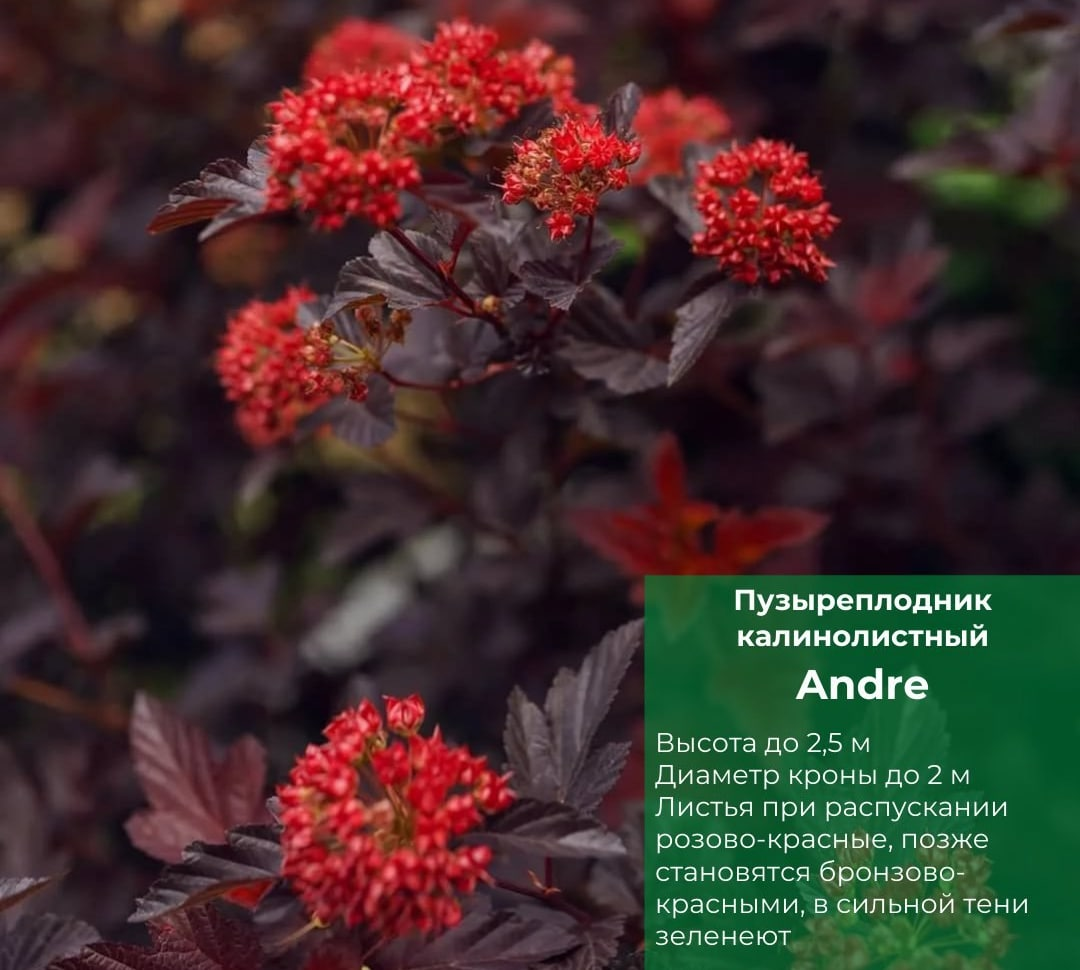 ТОП-5 интересных фактов о пузыреплоднике калинолистном