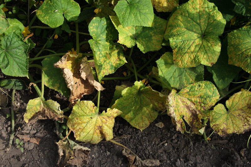 Существует три причины, по которым вянут листья на огурцах