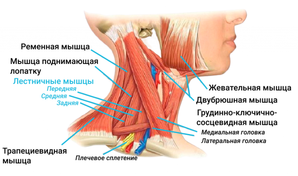 Боль в шее триггерные точки