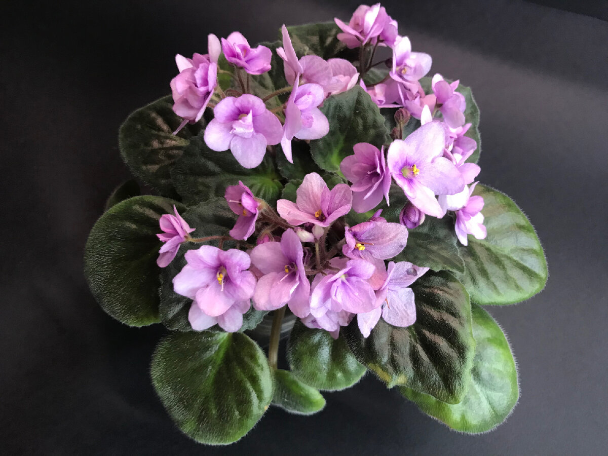 Коллекция фиалок Лозовой И.Н. 