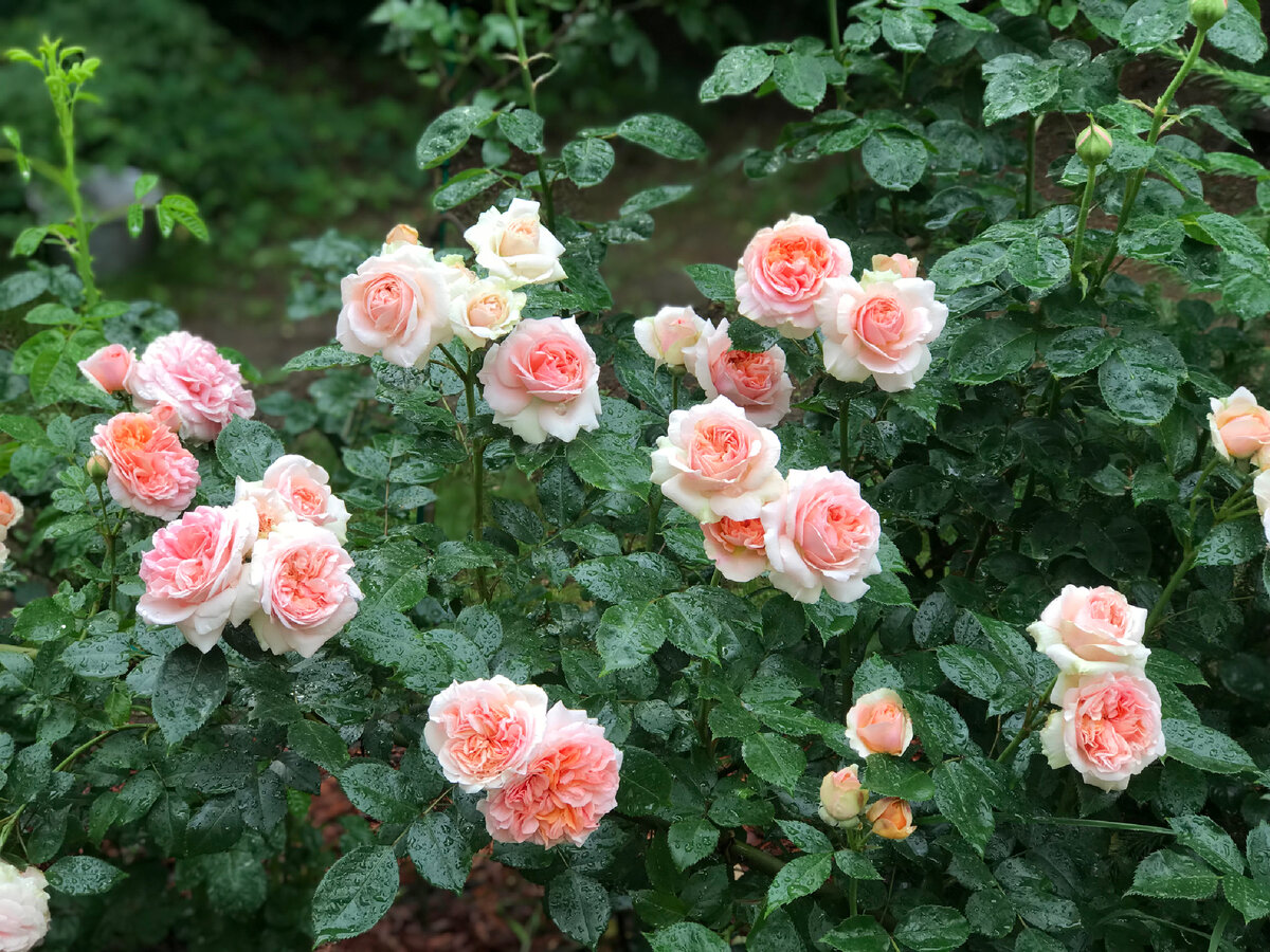 Роза популярна среди садоводов и ландшафтных дизайнеров из-за эффектного внешнего вида. Кусты могут стать ярким акцентом на любом участке и в цветнике, прекрасно смотрится в розариях и в композициях с другими красивоцветущими. 