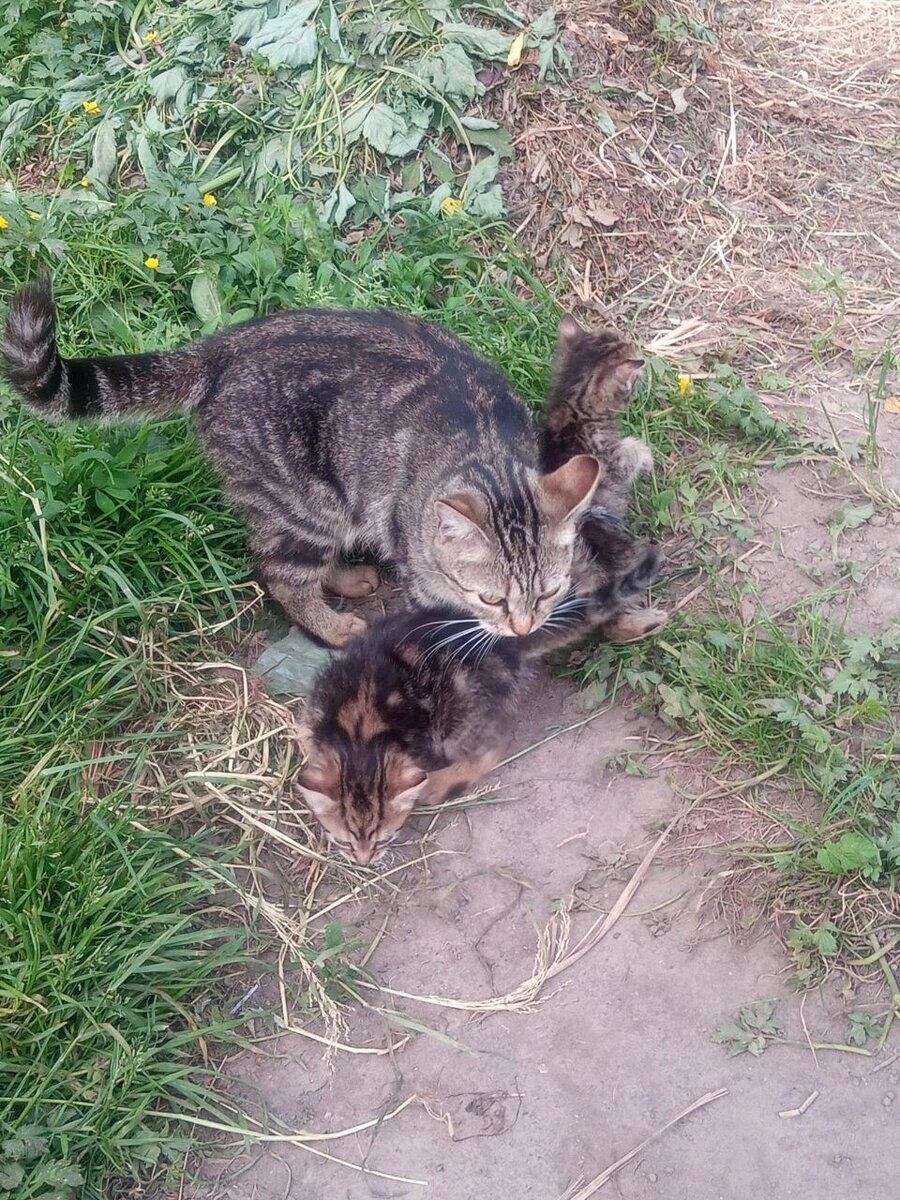 Мама-кошка и малыши, один из целого стада бездомышей