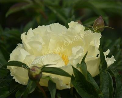 Fizzy ( Adelman , 2022 ) , фото с сайта создателя 