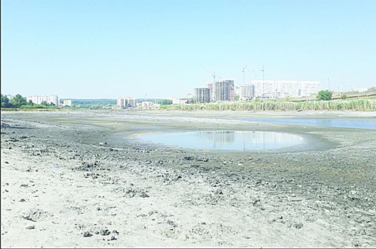    Исчезнувший пруд. Что будет с рыбой, птицами и дачами у горбольницы №6