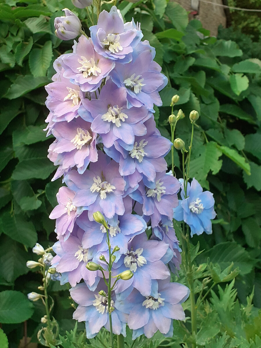 Мой величественный красавец Blue Ruffles Fantasy