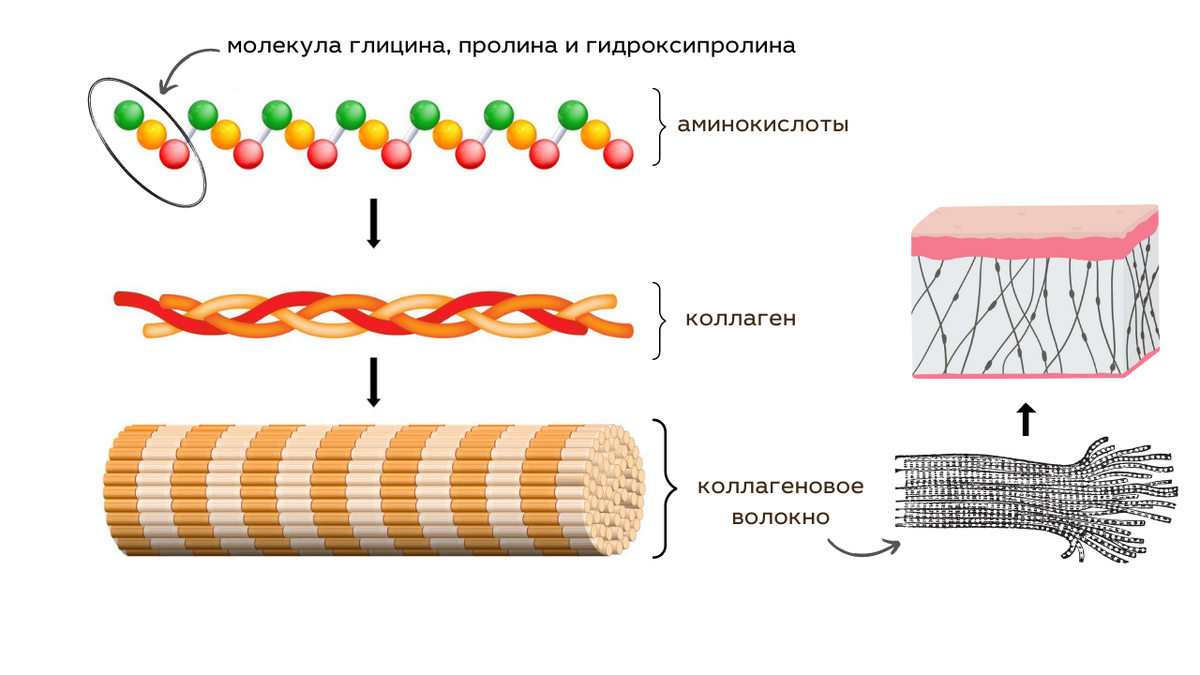 Коллаген вред для организма