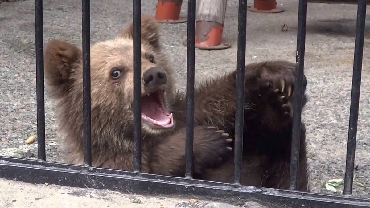 Новосибирский зоопарк бурый медведь