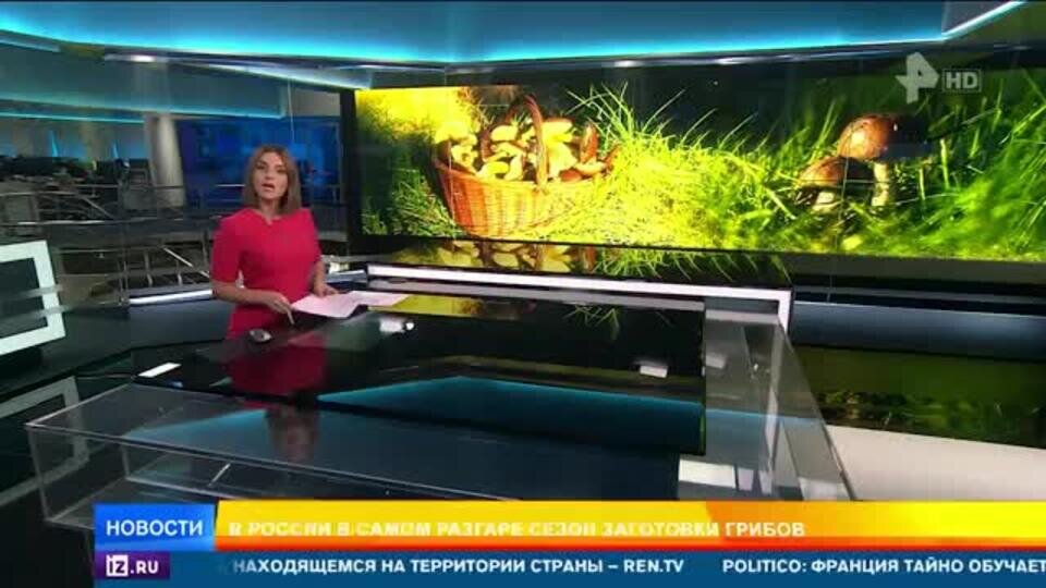   Грибной сезон в России побил все рекорды
