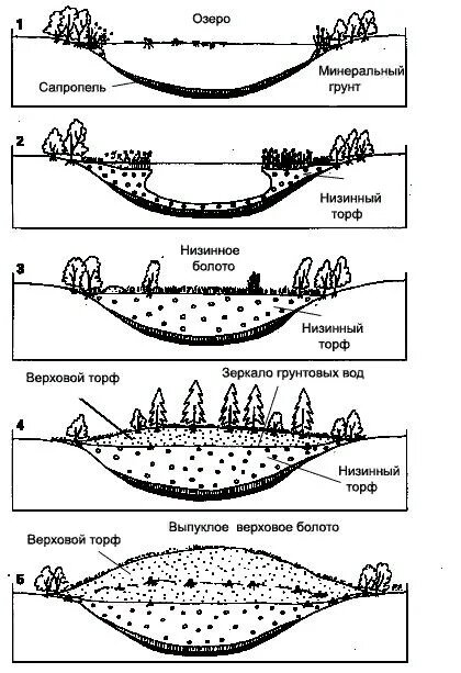 Возникновение болот. (источник: https://dzen.ru/media/seaeagle)