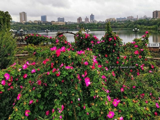 Парк щербакова донецк рисунок