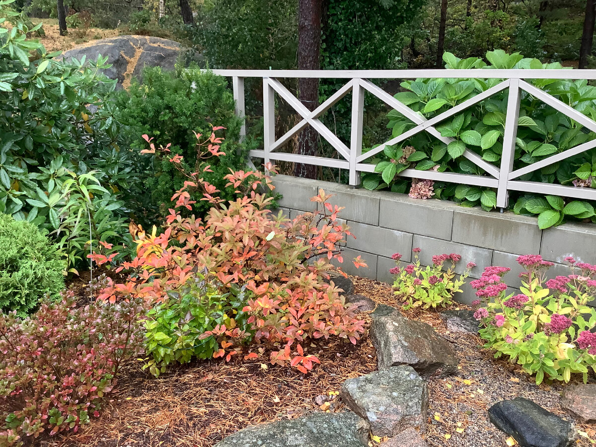 2 фото, листайте. Азалии в осеннем наряде