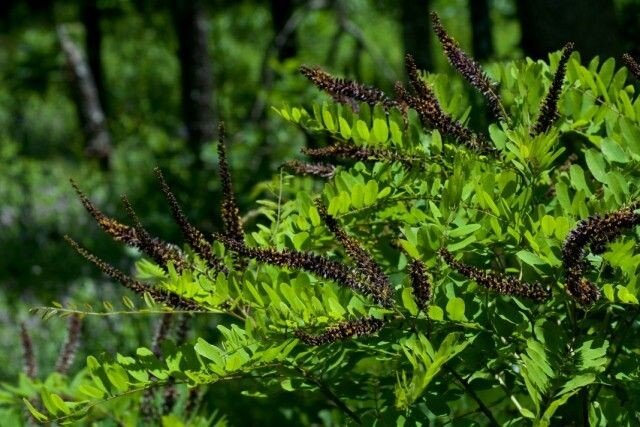 У аморфы есть ещё одно название: "безобраза". Аморфа или безобраза—Небольшой род листопадных кустарников и полу кустарников семейства Бобовые. Научное название рода происходит от греческого "Άσχημος" —Уродливый, безобразный, так как цветки не имеют крыльев и лодочки. 