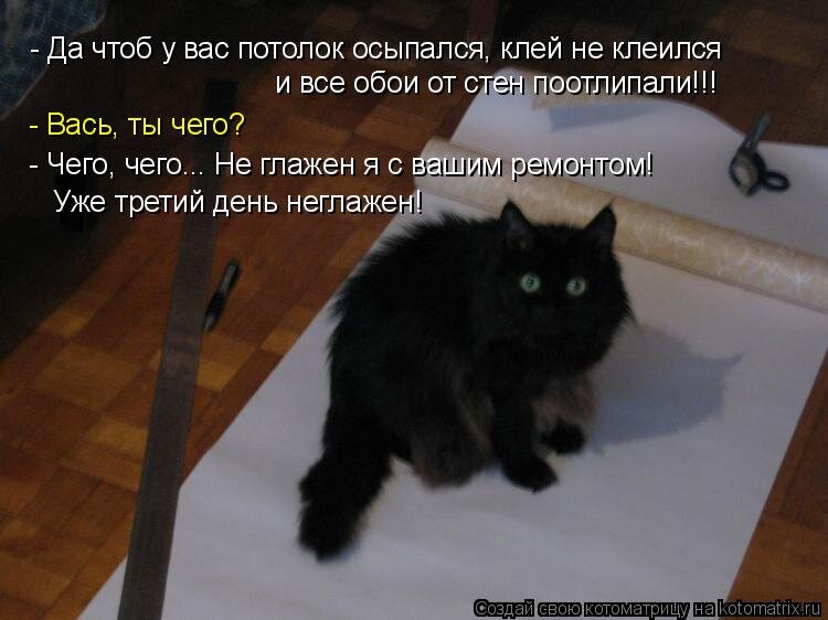 фото: http://kotomatrix.ru/ 
