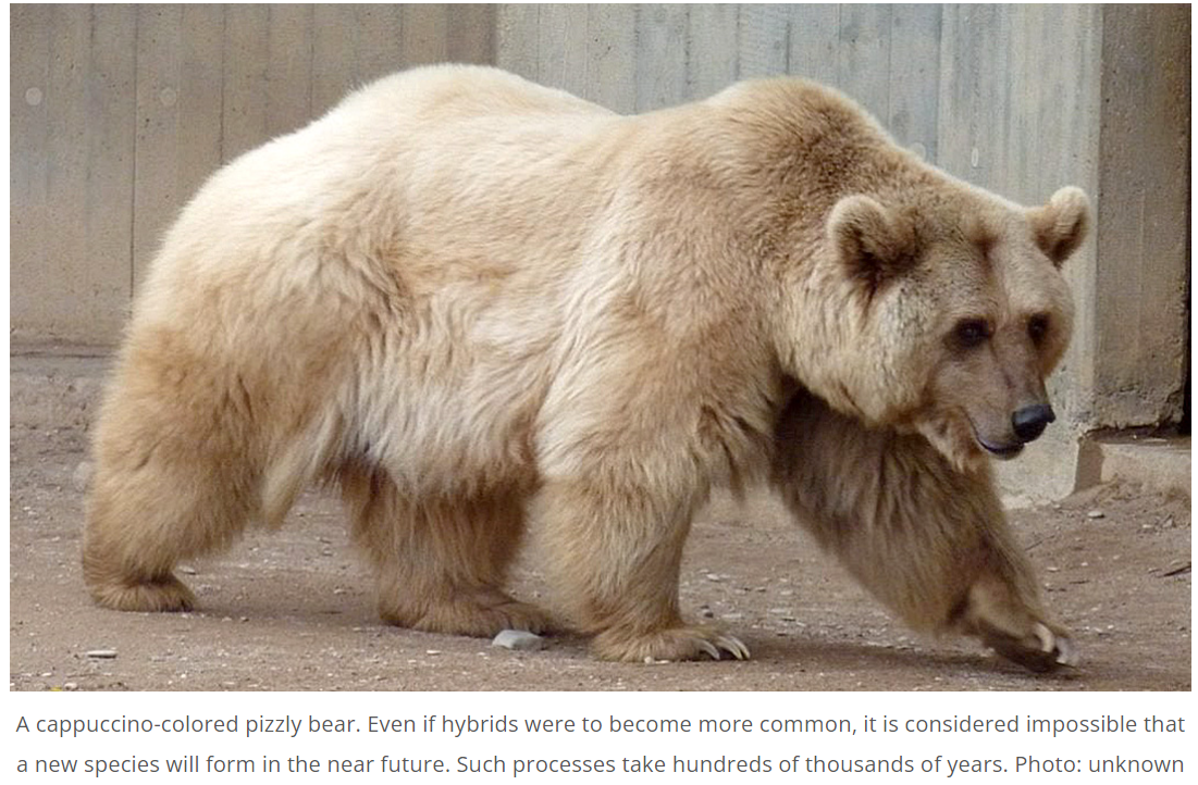 Cкриншот-цитата https://polarjournal.ch/en/2021/05/08/are-pizzlies-and-grolars-the-better-polar-bears/