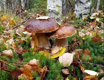 Грибы в осеннем лесу