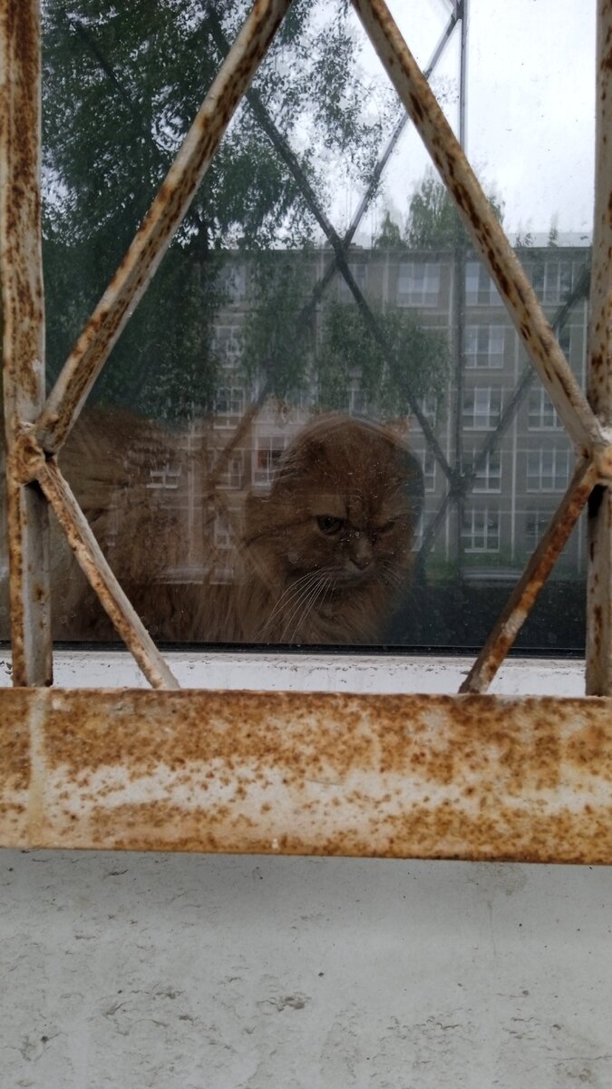 Это не тот кот. Это кот из общежития, который недоволен тем, что ему не доставили рыбов. Хотя, судя по его виду, его и так неплохо кормят.