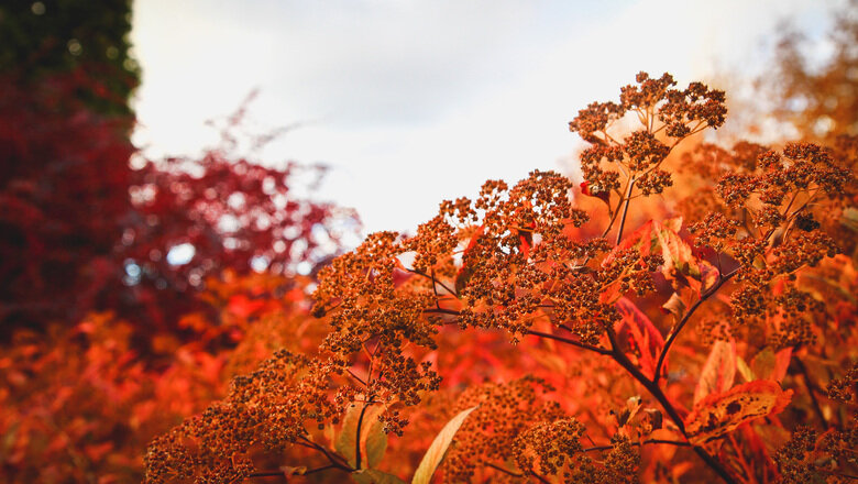 До +11 градусов и без осадков прогнозируют в Удмуртии 17 октября