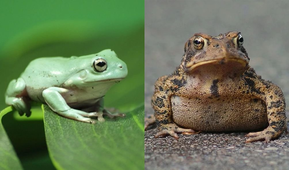 Зеленая жаба (Bufo viridis)