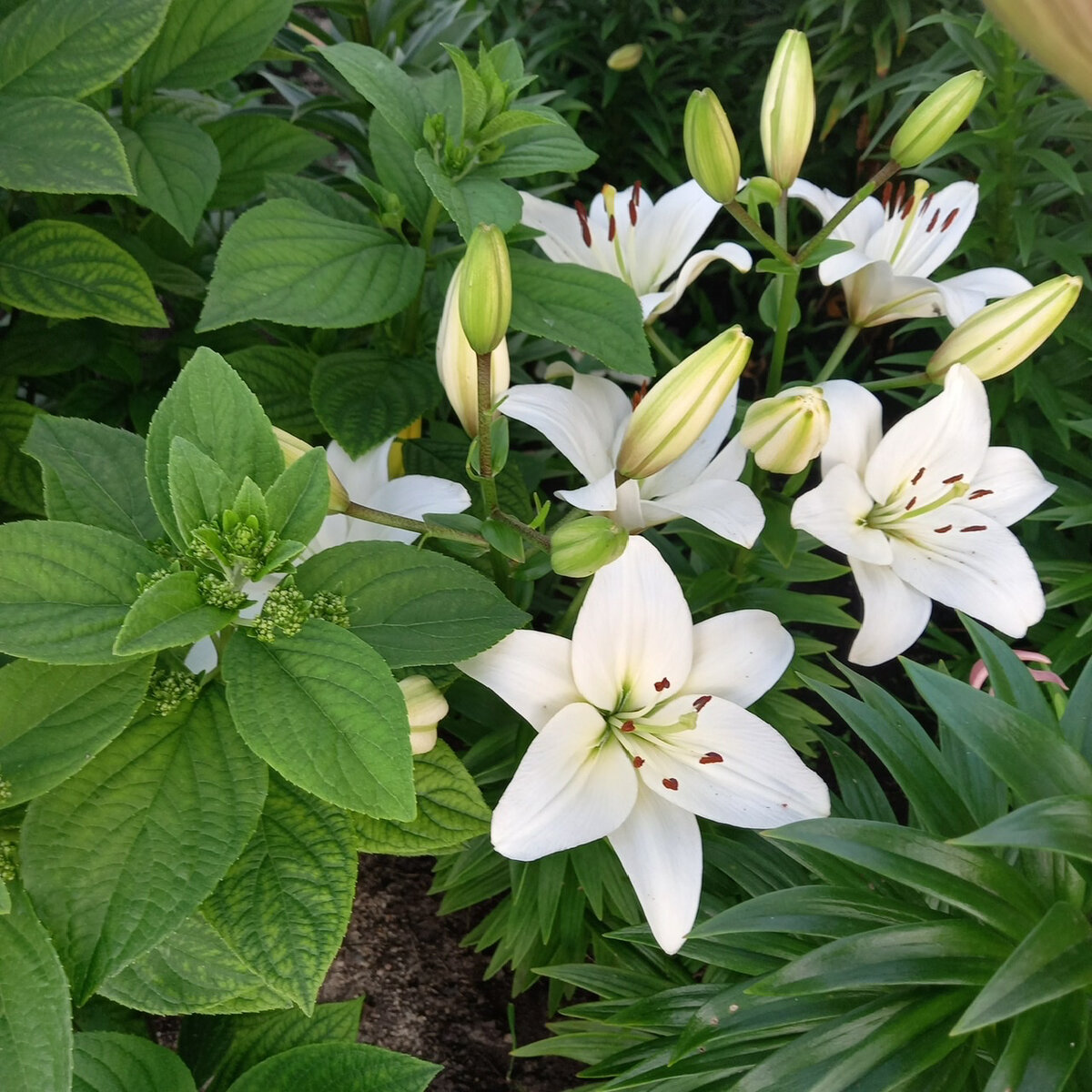 Белые лилии и гортензия в моём саду.