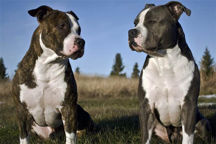 породы собак с фотографиями большие бойцовские