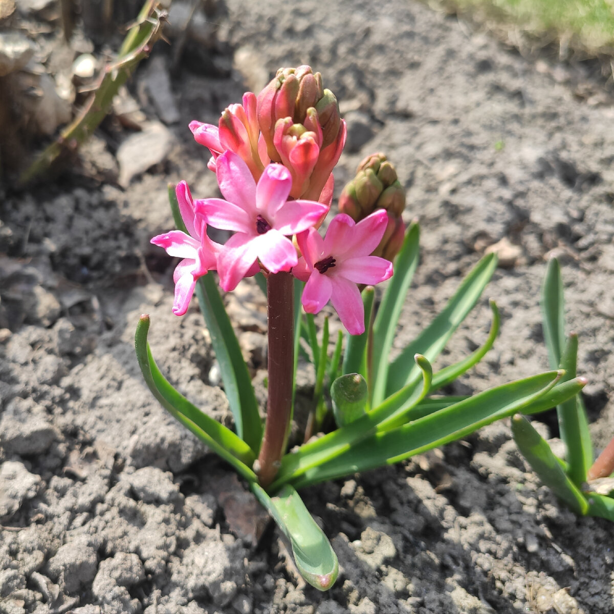 95. Гиацинт розовый, 29 апреля