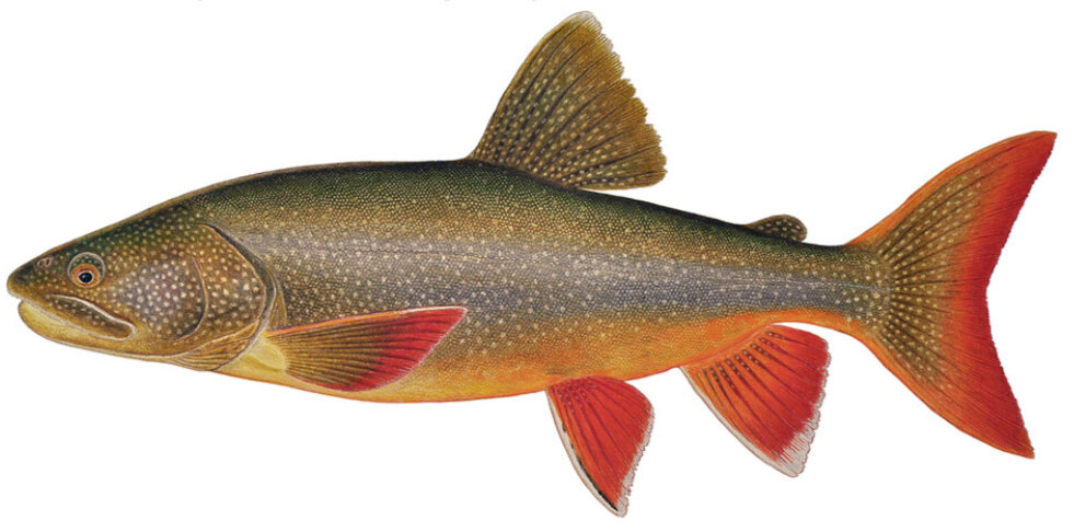 Salvelinus namaycush