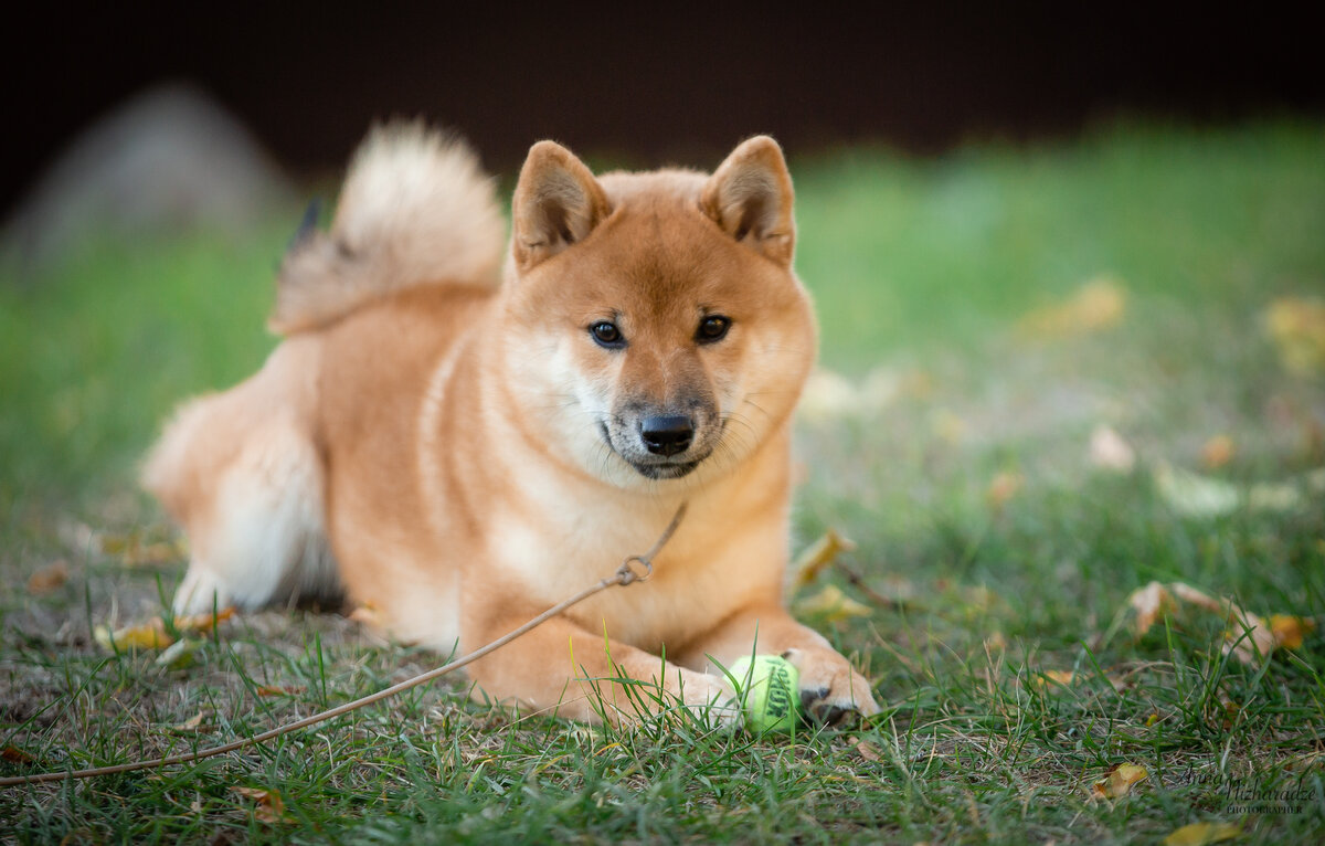 Инари Оками Лаки Хиро
