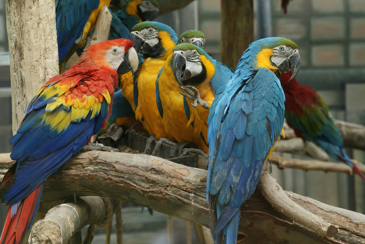 Всякого ли попугая можно научить говорить? Фото Алексея Толстых.