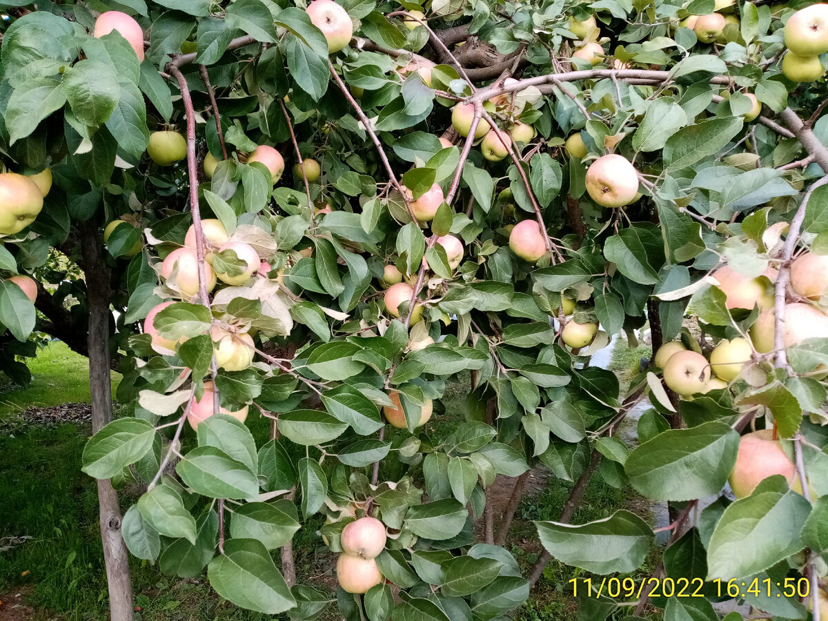 Красавец Ренет Черненко