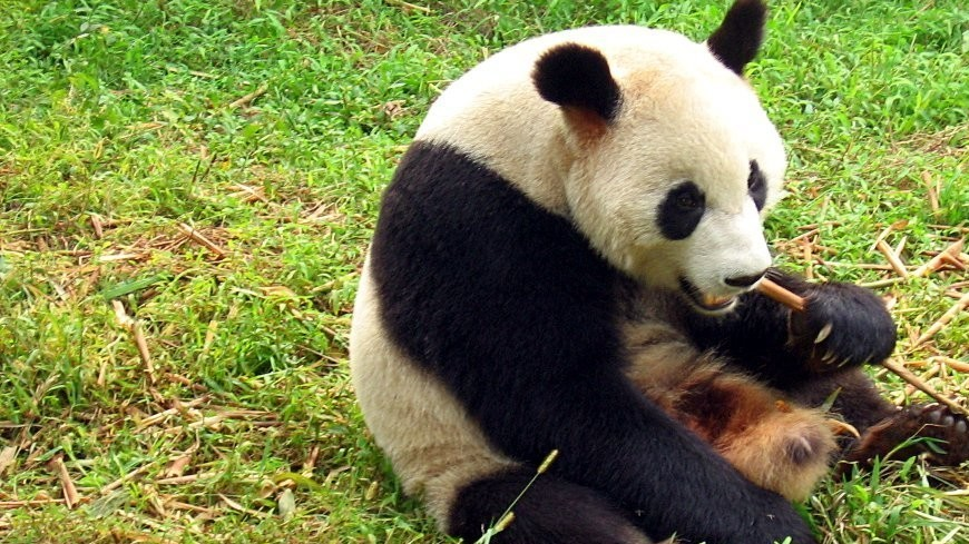 Большие панды