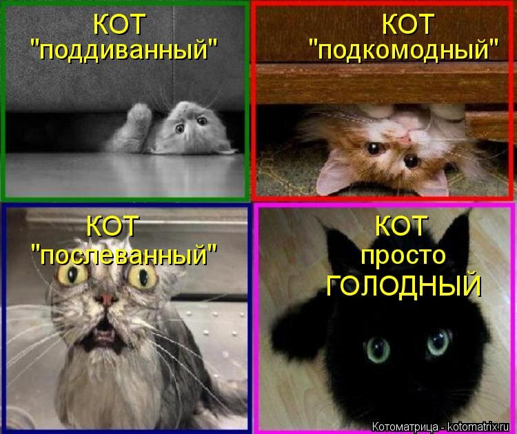 Смешные картинки с котиками мемы