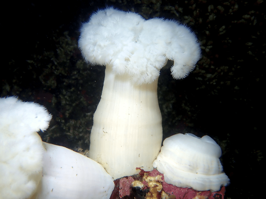 Источник фото: https://www.researchgate.net/figure/The-giant-plumose-anemone-Metridium-farcimen_fig4_346682579