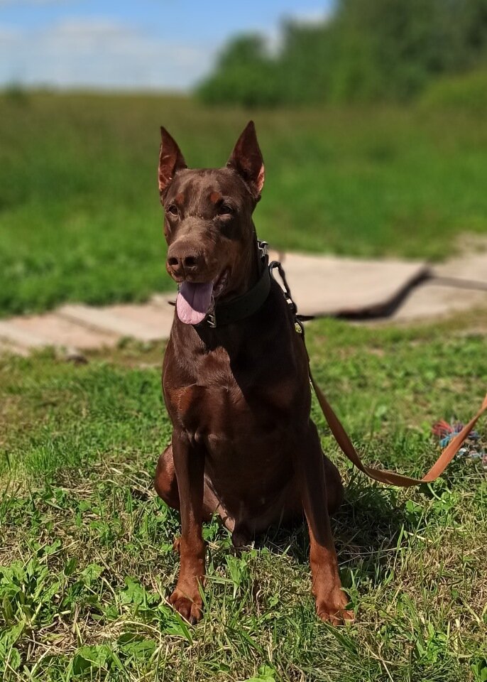 Московская Команда помощи доберманам ДоберHelp: +7 (916) 154-71-50
www.doberhelp.ru Ищет семью