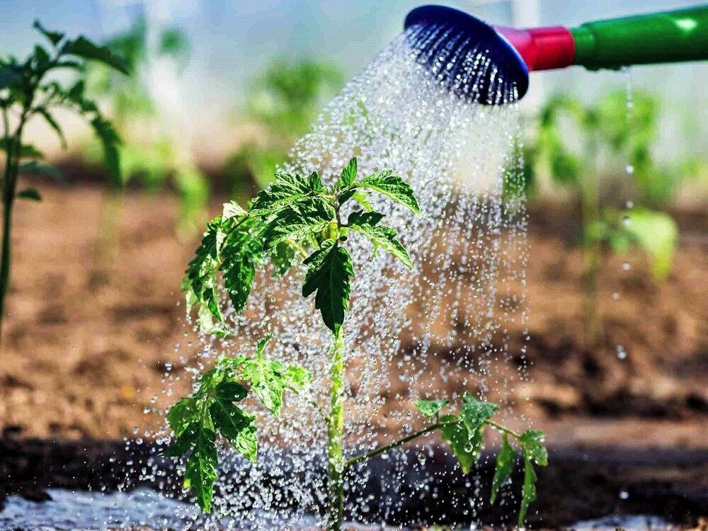 И как вынужденный «сухой закон» может отразиться на ваших урожаях?