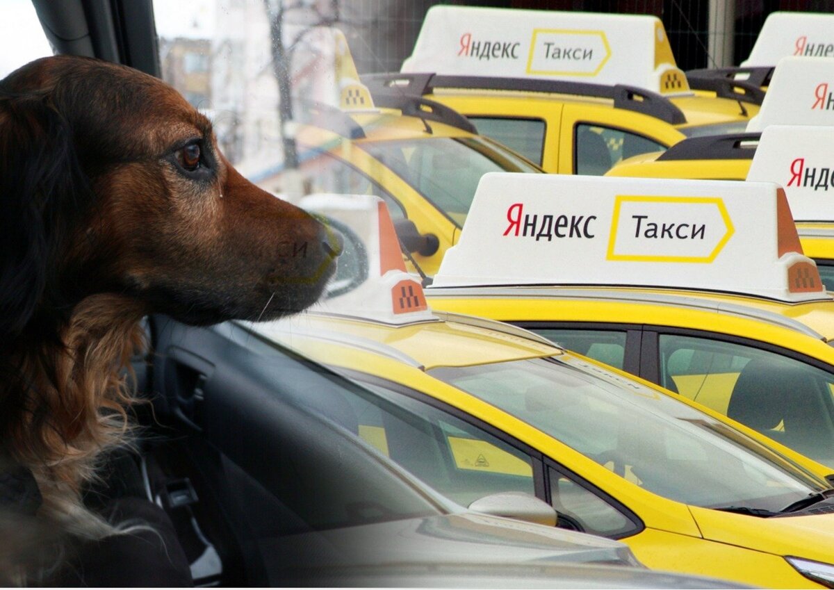 Собака  думает о такси.