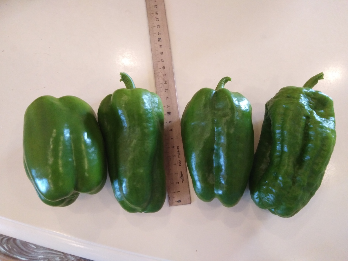 Размер перца.Личное фото