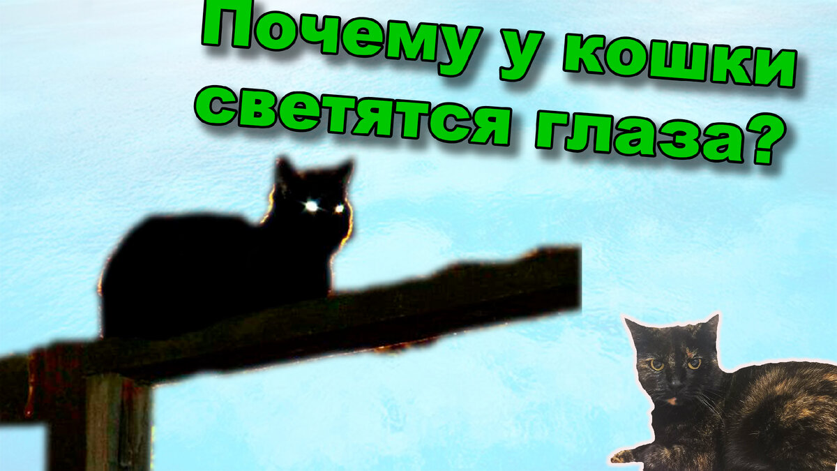 Почему у кошки светятся глаза? И почему не светятся у человека?