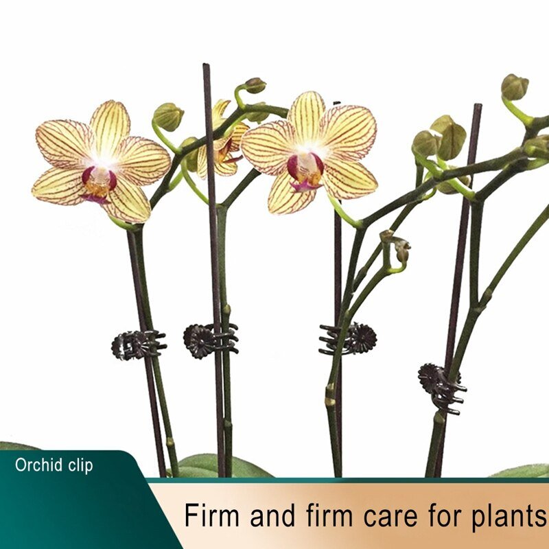 Орхидея фаленопсис