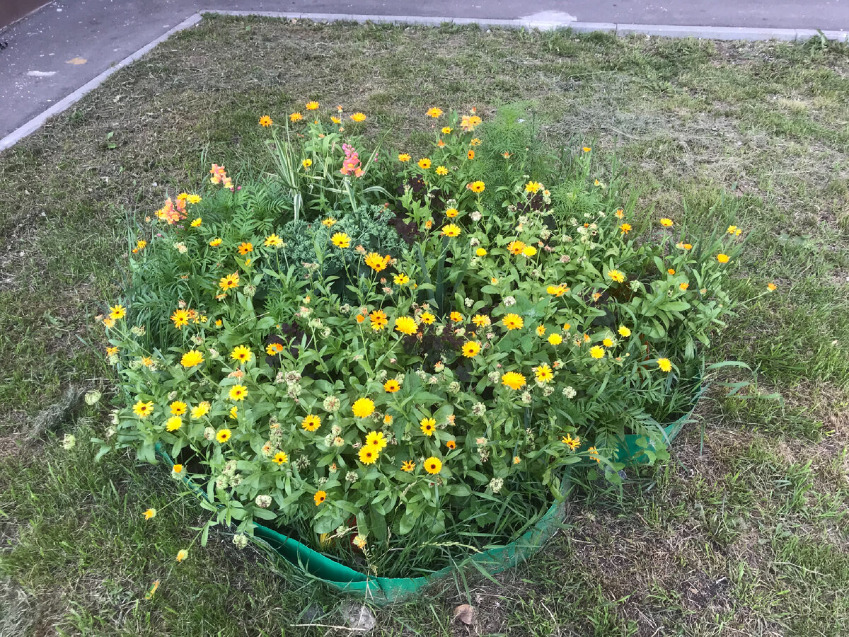 Газон вокруг выцвел - сушь стоит очень долго