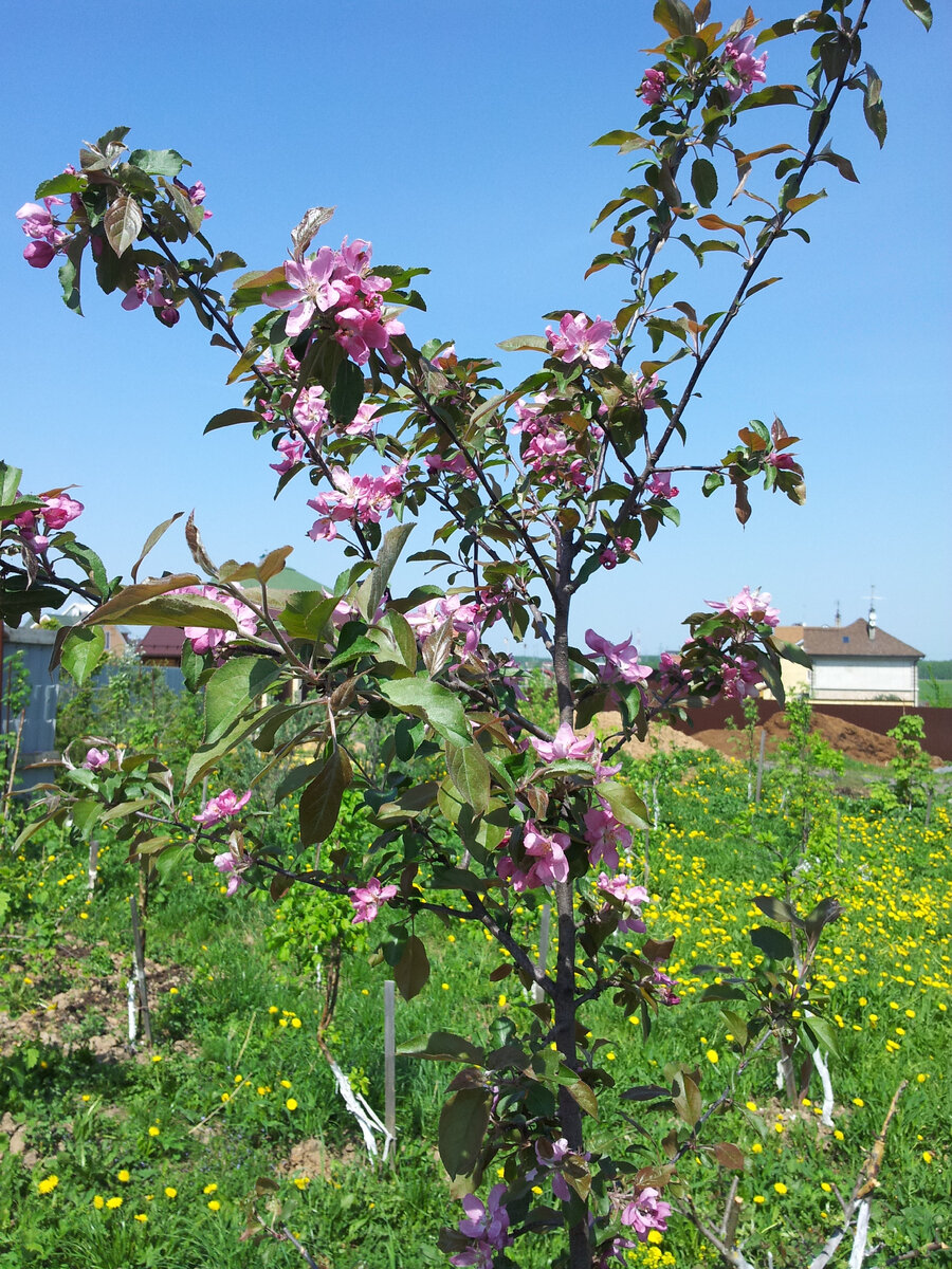 А первые яблони уже цвели на тот момент  - красота