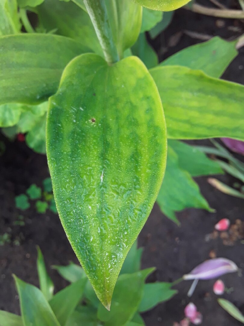 Изменение цвета листвы - можно перепутать с хлорозом, но расцветший цветок все расставил по местам - это вирус 