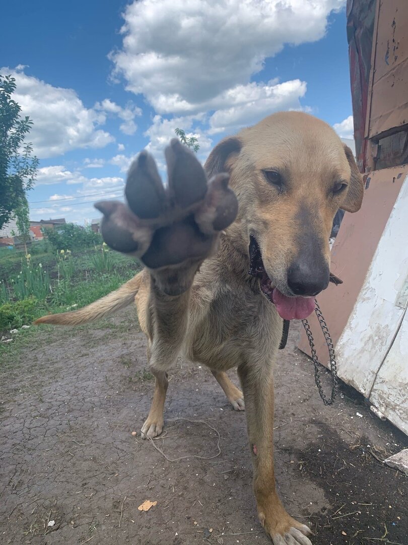 Отъелся, отогрелся и снова верит людям!