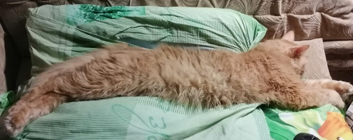 Во всей своей красе, как говорится. А человеку хватит и уголка подушки.