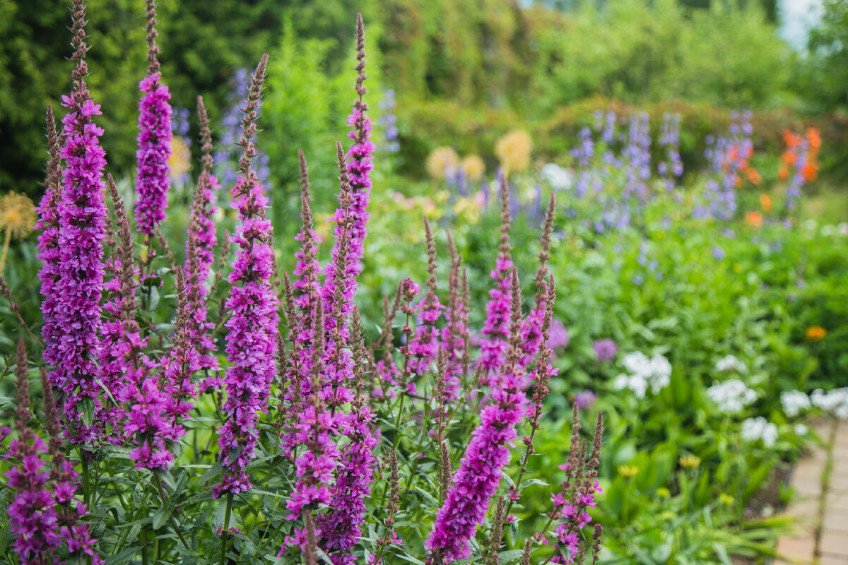 Дербенник иволистный видовой