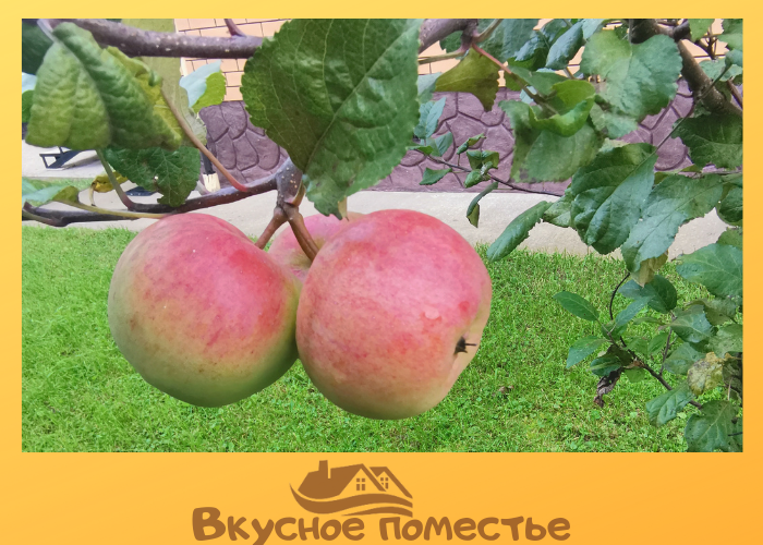 Дерево-сад (3-4 летка) яблоня 2 сорта Орловим - Красное раннее - купить саженцы 